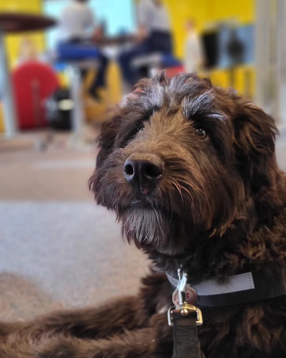 Amber's service dog, Celeste, in the CyberWorx studio